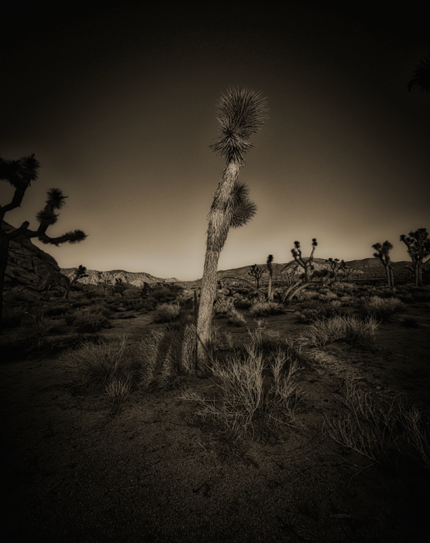 Joshua Tree, CA